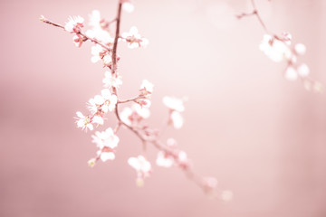 Apricot fruit tree blooming, copy space with pink light