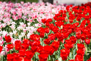 チューリップ祭り2019