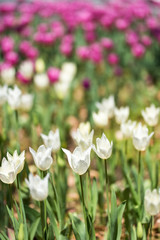 チューリップ祭り2019