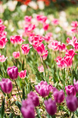 チューリップ祭り2019