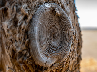 beautiful dry tree trunk against the blue sky.wooden structure.wood texture