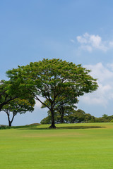 Tree on the green hill