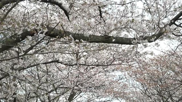 桜-Sakura-02