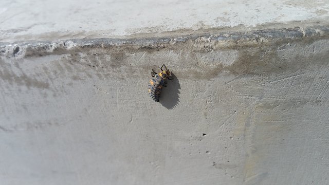 Ladybug larvae on Concrete - Coccinella septempunctatain Los Angeles Garden in the Spring