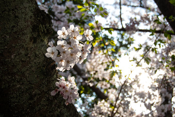 Cherry blossoms at Maizuru Park