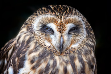 owl bird front portrait of animal closeup view isolated on black background face of wildlife...