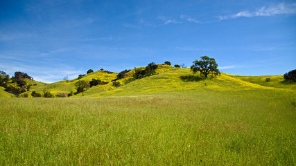 Obraz premium Wild flower meadow