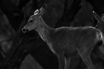 Black and white deer