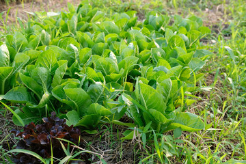 cos lettuce plant growing in farm. vegatable plantation  in garden