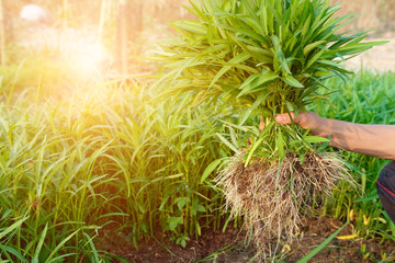 farmer hand holding fresh morning glory vegetable