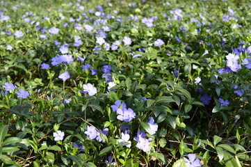 Obraz na płótnie Canvas Closeup lesser periwinkle - evergreen plant with fine purple flowers with blurred background in spring scenery