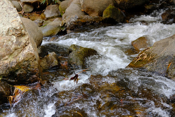 creek water stream waterfall flowing in forest