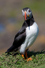 Papageientaucher (Puffin)