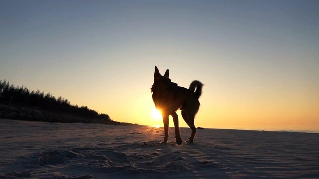 Happy dog running on the beach during sunset, super slow motion
