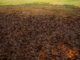 Dry leaf on ground.
