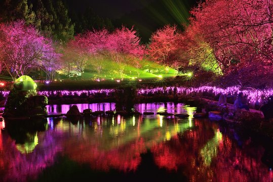 Reflection of cherry blossomstrees in the water