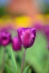 Purple tulips in the garden