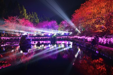 Laser rays show in Cherry blossom festival,Taiwan 