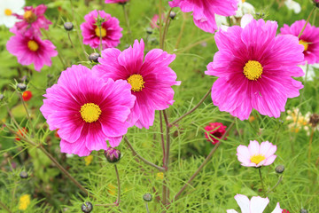 Fototapeta premium Blume / Flower / Flos