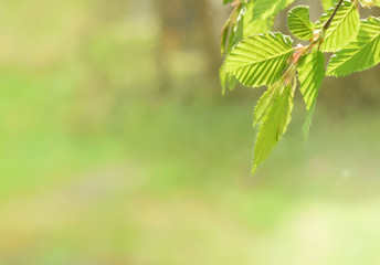 Green leaves on the tree against the light