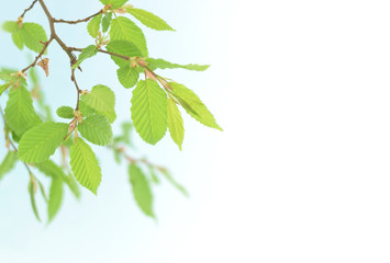 Green leaves on tree branch at spring on the bright blue sky
