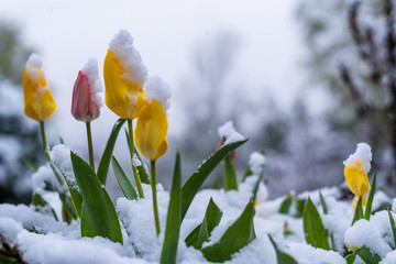 Tulpen und Schnee - Frühling trifft auf Winter