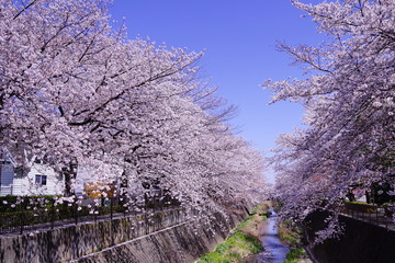 三沢川の桜並木(4)