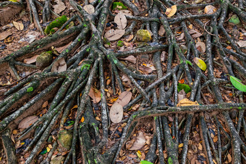 Giant root of Bothi tree