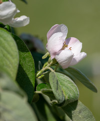 fleur fruitier arbre printemps floraison rouge blanche