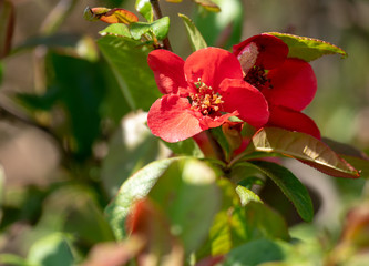 fleur fruitier arbre printemps floraison rouge blanche