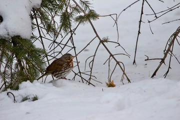 Close up view of a single fox sparrow underneath evergreen tree protection during a snow storm