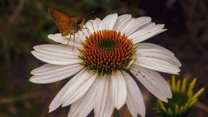Fototapeta premium Moth flower