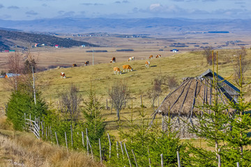 Panoramic view of Pester plateau landscape in southwest Serbia