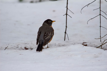 Close up view of an American robin songbird on snow covered ground looking away from camera