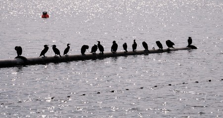 Naklejka premium cormorans