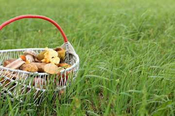 forest mushrooms in a wicker basket on a background of green lawn. forest harvesting season