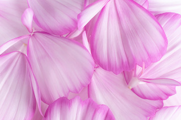 Fototapeta na wymiar cosmos flower petals