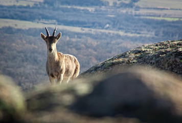 Wild goats on a stone in La Pedriza, Spain. Rural and mountain landscape in Sierra de Guadarrama National Park