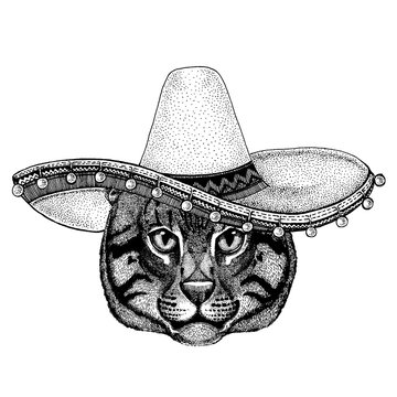 Cat wearing traditional mexican hat. Classic headdress, fiesta, party.
