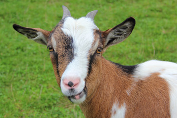 Hausziege / Domestic Goat / Capra aegagrus hircus