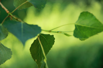 poplar leaves on a light green background