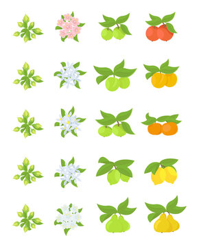 Fruits growth stages. Apple, peach and lemon mandarin pear phases. Vector illustration. Ripening progression. Fruit life cycle animation plant.