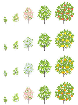 Fruit tree growth stages. Apple, peach and lemon mandarin increase phases. Vector illustration. Ripening progression. Fruit trees life cycle animation plant seedling.