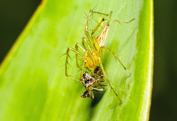 Lynx Spider, Yellow body and black legs eating black small jumping spider  as food on green leaf