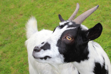 Hausziege / Domestic Goat / Capra aegagrus hircus