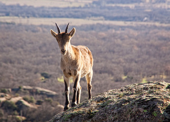 Wild goats on a stone in La Pedriza, Spain. Rural and mountain landscape in Sierra de Guadarrama National Park