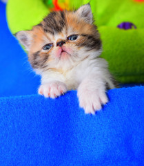 cute persian cat baby kitten