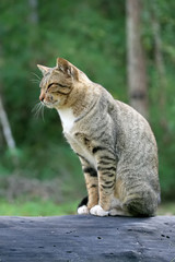 Portrait cute young gray cat with beautiful striped color be in a good temper on black timber sleeping on branch