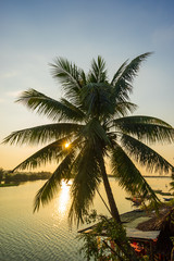 Fototapeta na wymiar Coconut tree at the resort