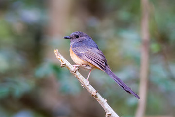 Obraz premium Beautiful female bird White Rumped Shama or Copsychus Malabaricus on branch in Doi inthanon Chiangmai. Thailand